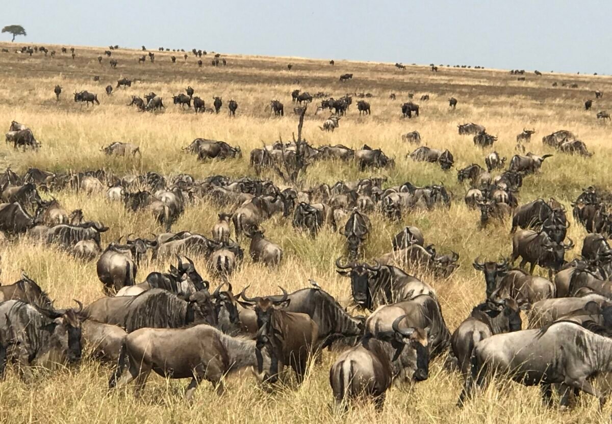 Overland Travel With KMcGee