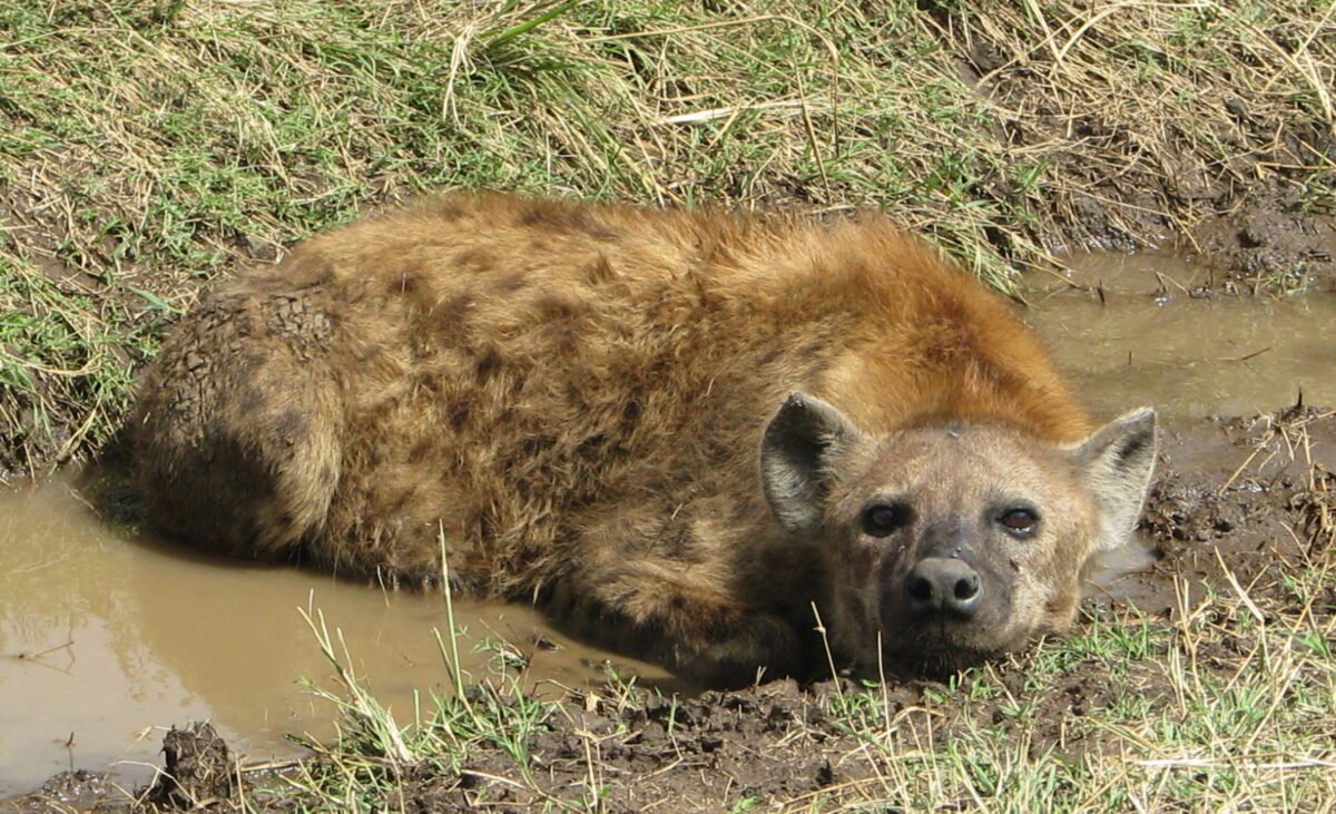 Overland Travel With KMcGee