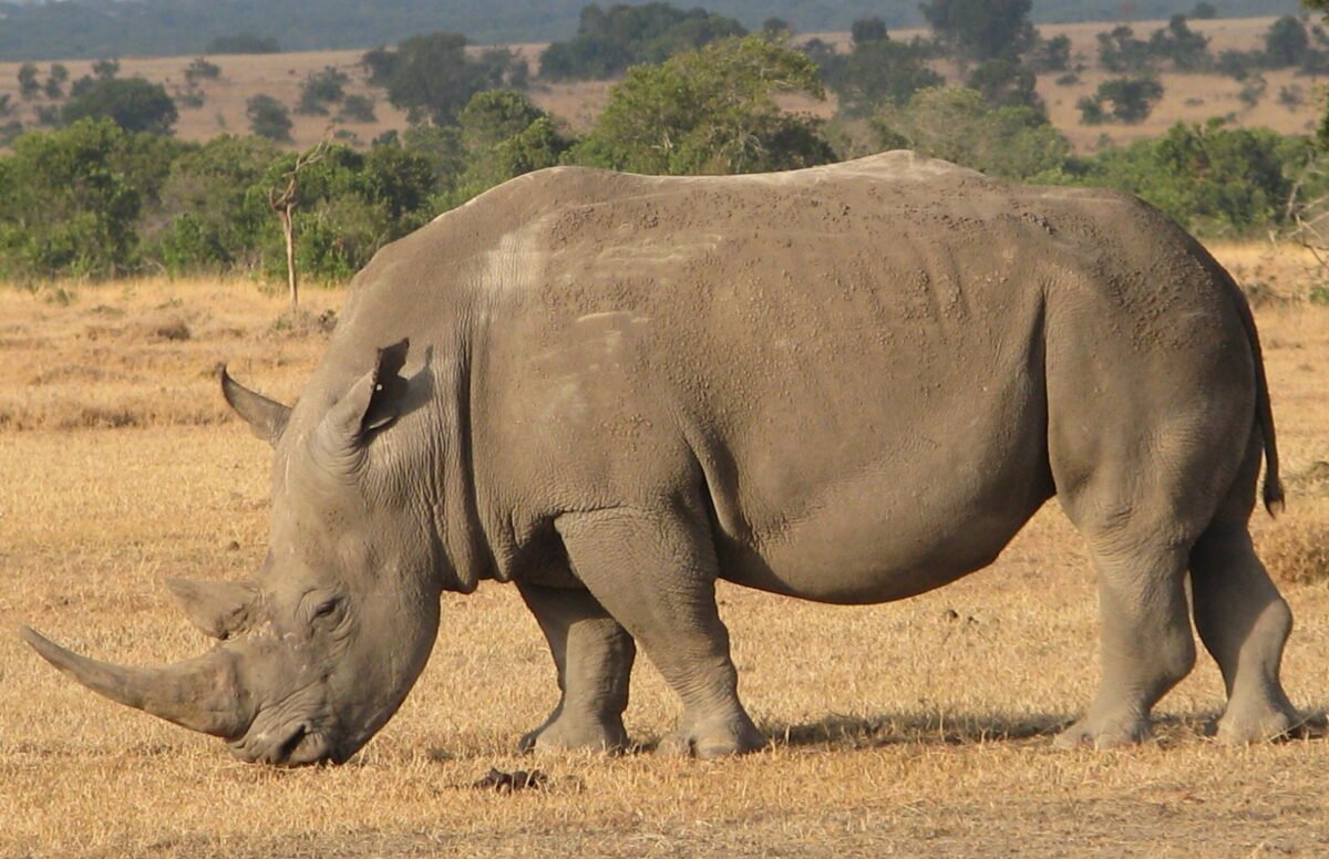 Overland Travel With KMcGee