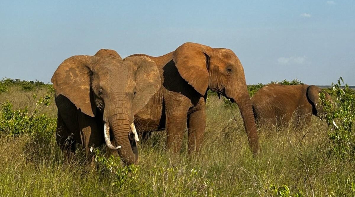 Overland Travel With KMcGee