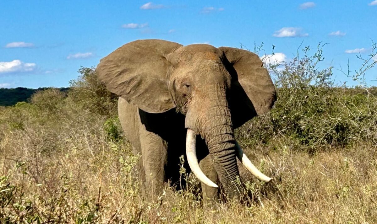 Overland Travel With KMcGee