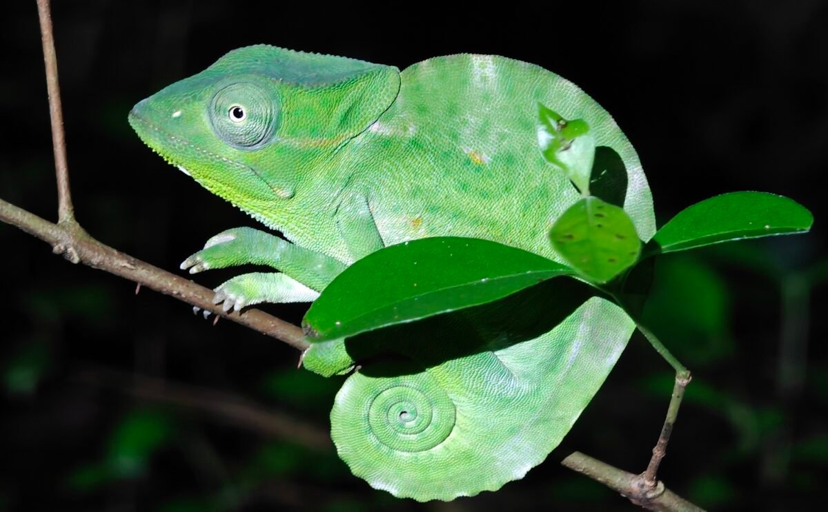 Overland Travel With KMcGee