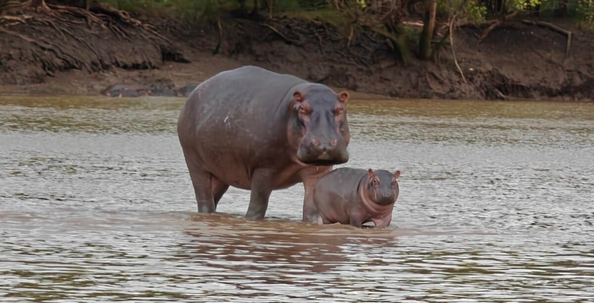 Overland Travel With KMcGee