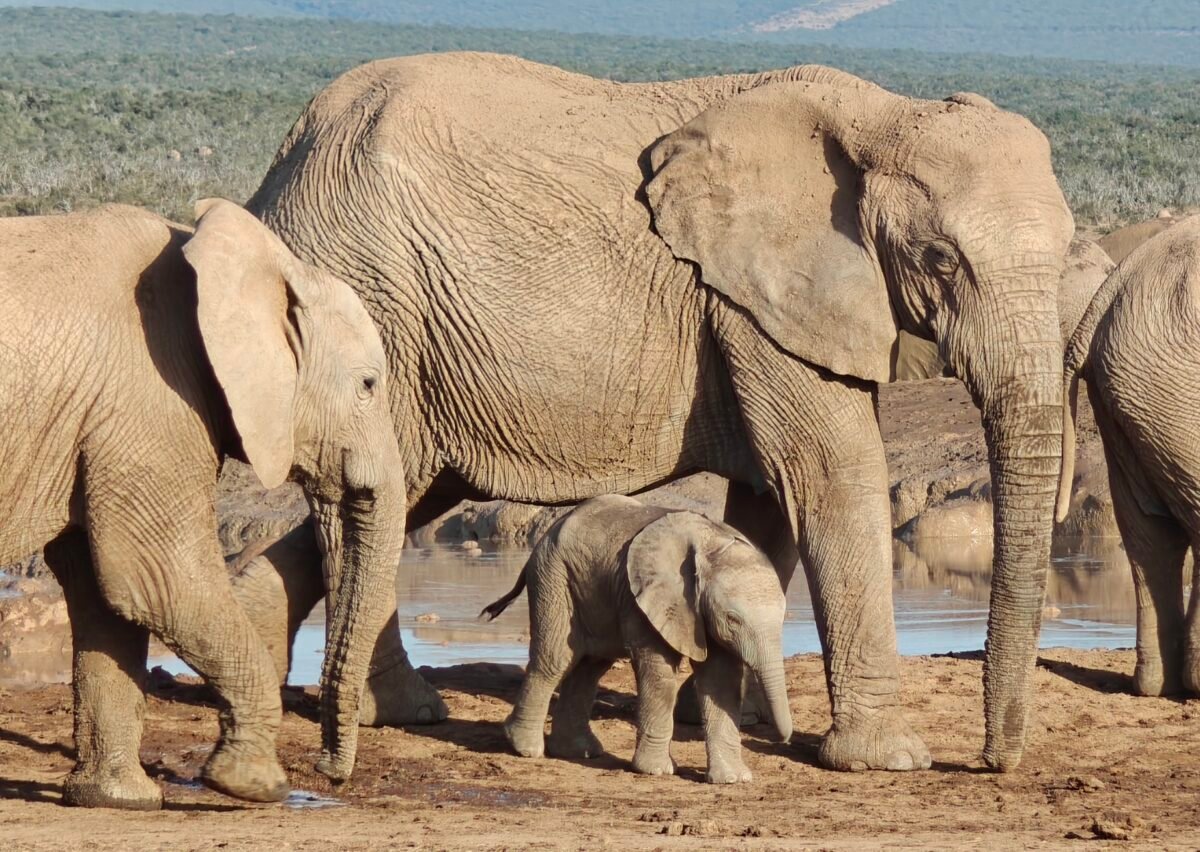 Overland Travel With KMcGee