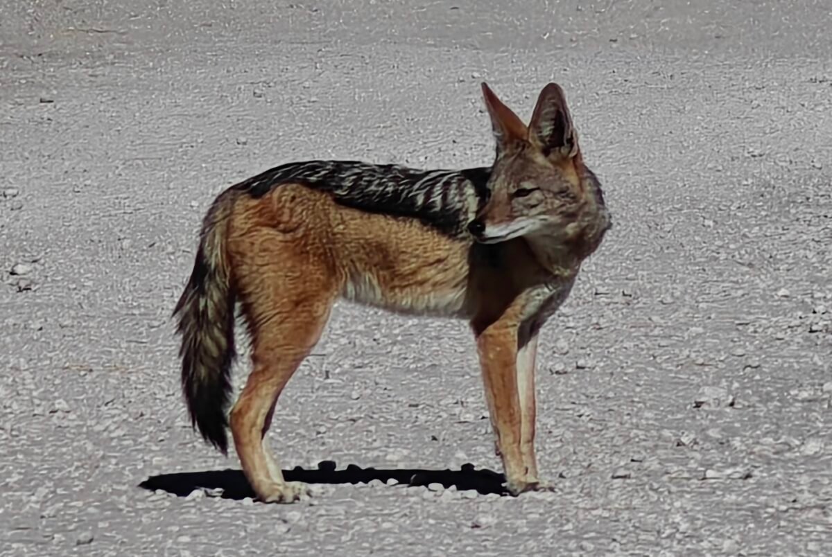 Overland Travel With KMcGee