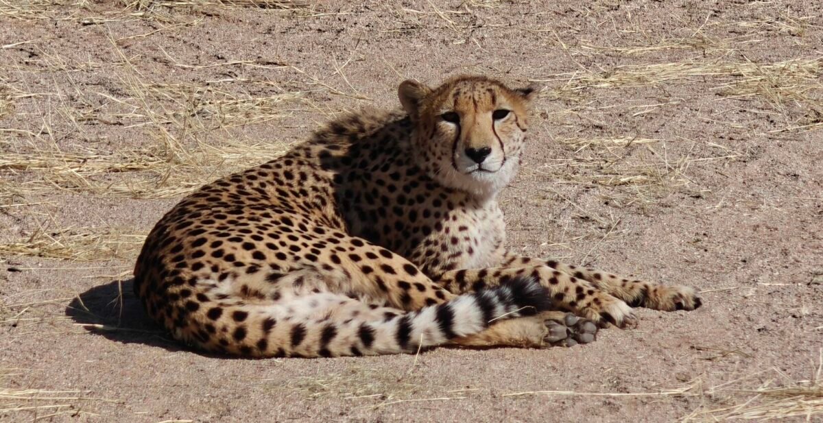 Overland Travel With KMcGee