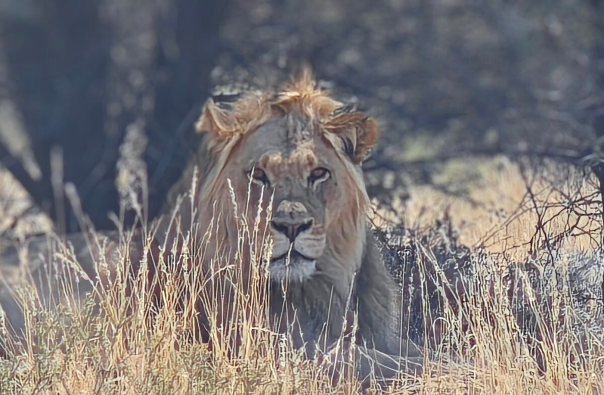 Overland Travel With KMcGee